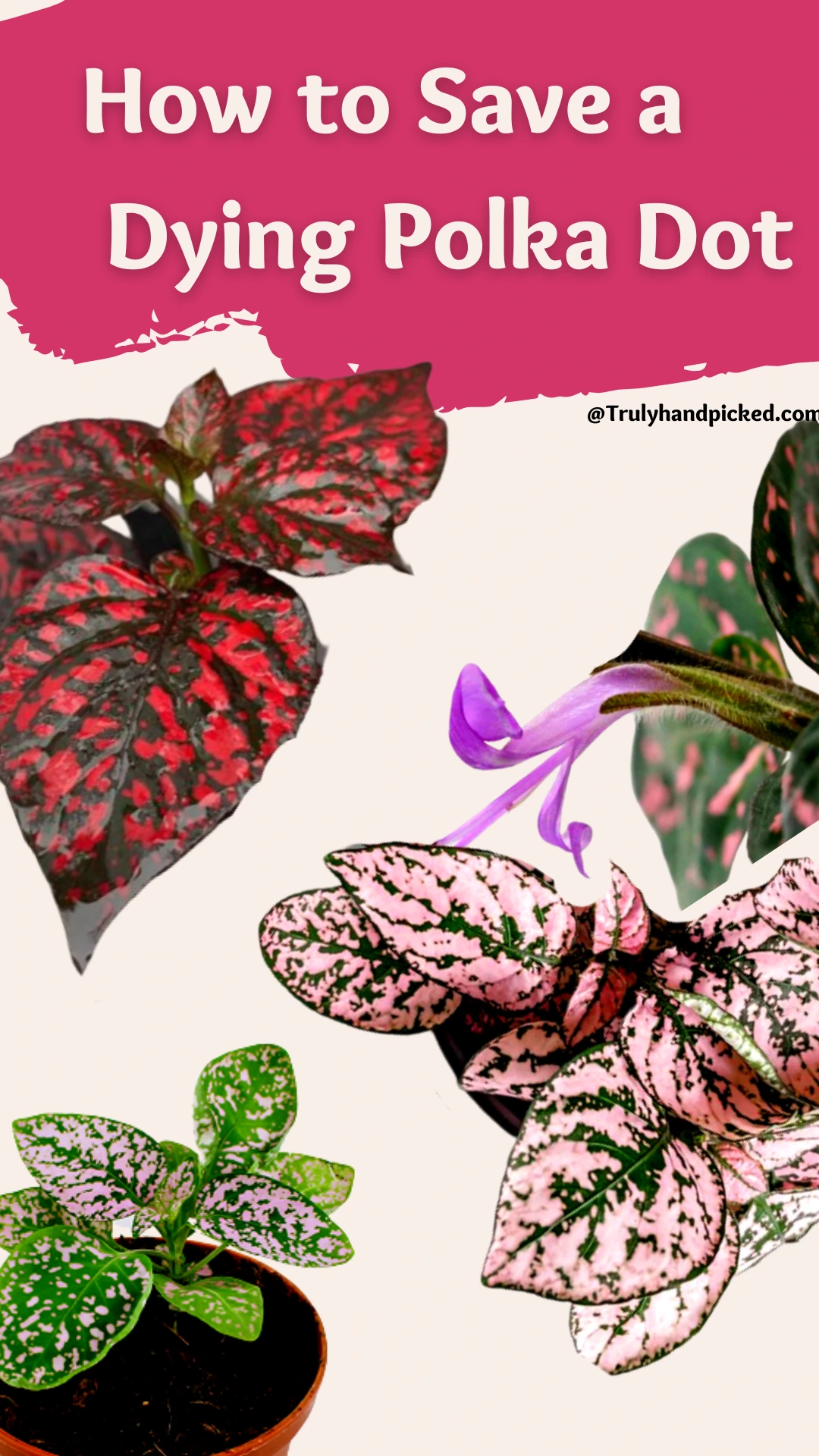 Pinterest Image How to Save Your Wilting Polka Dot Plant