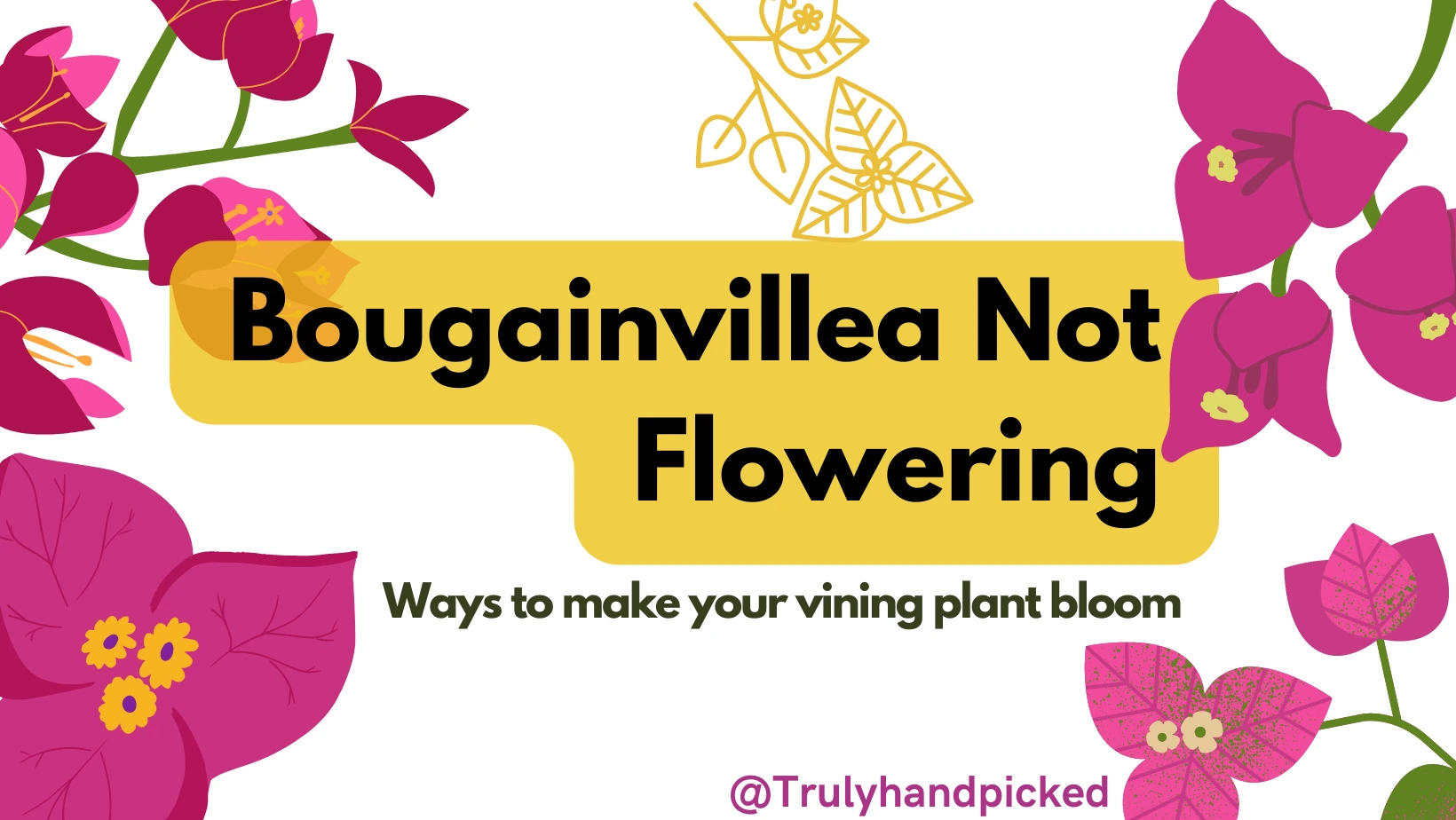 Plant Care Bougainvillea Not Flowering