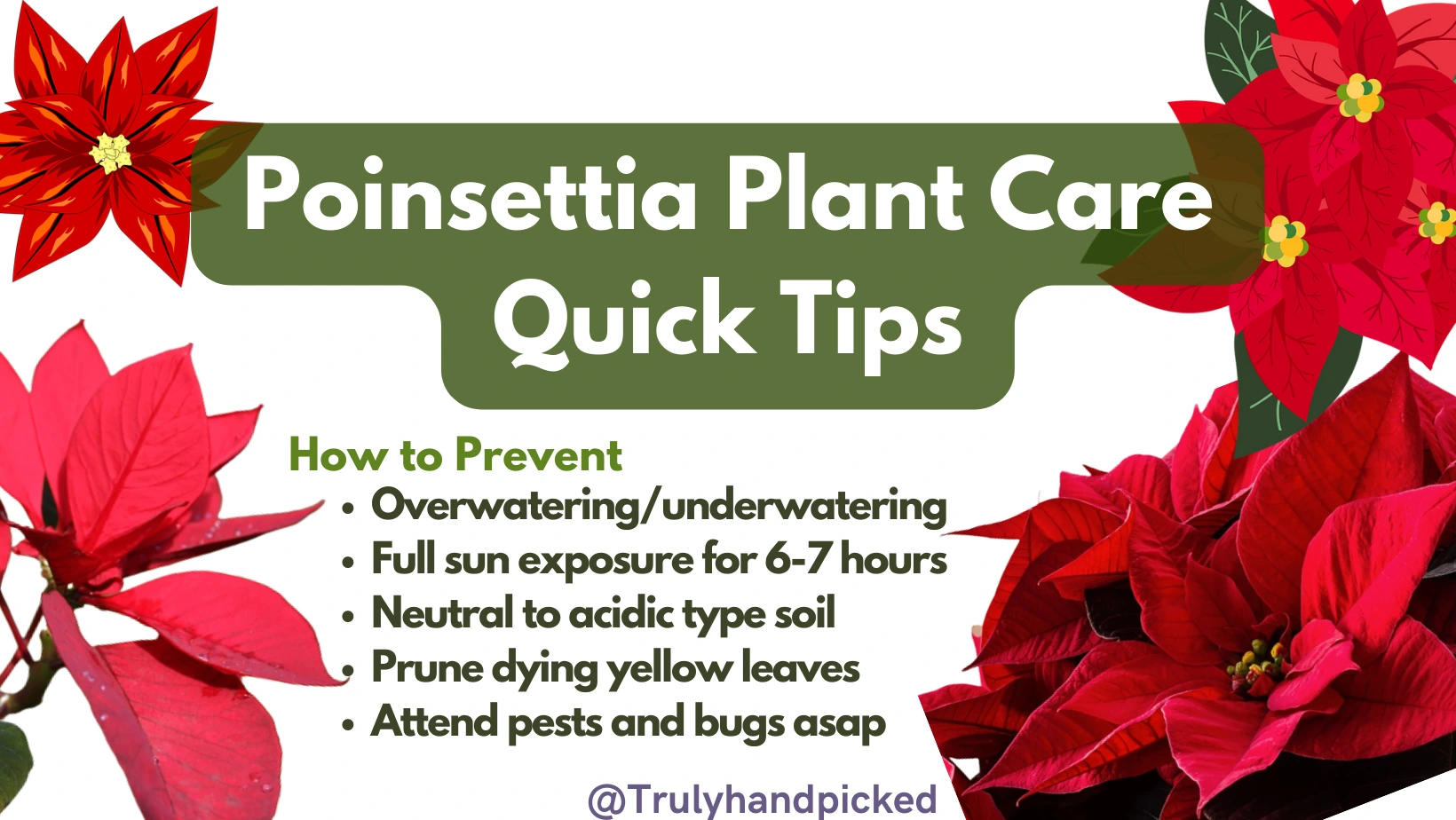 Poinsettia Quick Care Tips for a Dying Plant
