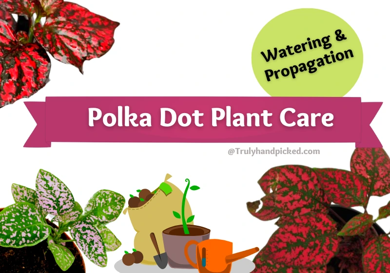 Polka Dot Plant Care Soil water sunlight climate pruning needs