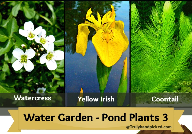 Pond Plants for Your Backyard Water Garden Watercress Yellow Irish Coontail