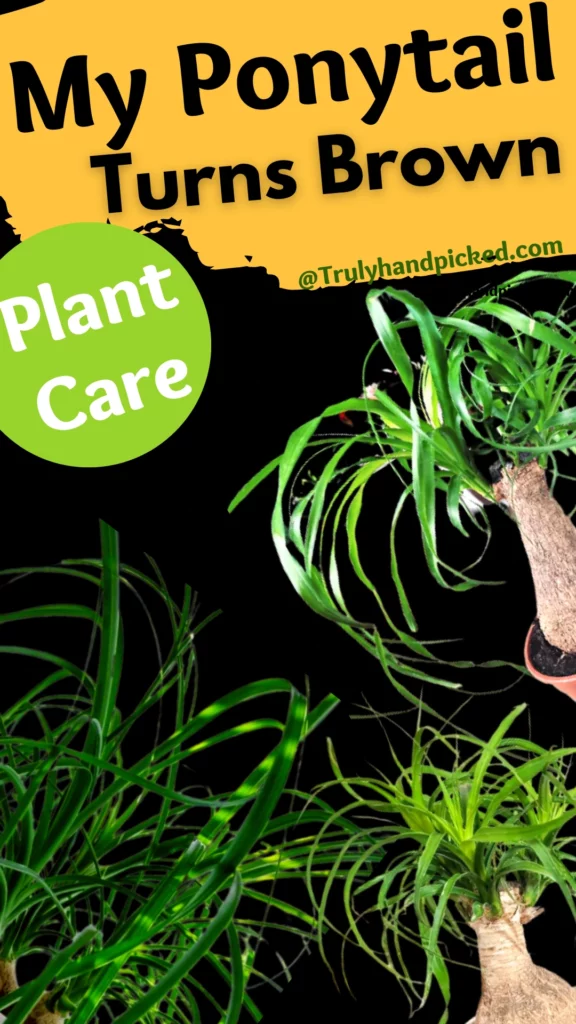Ponytail plant care long infographic Pinterest