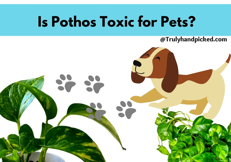 Money plant / Pothos Plant Toxic for Dogs and Pets
