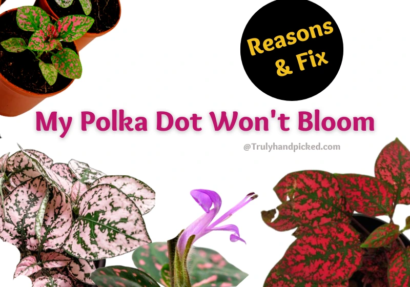 Reasons and fix why my polka dot plant wont bloom