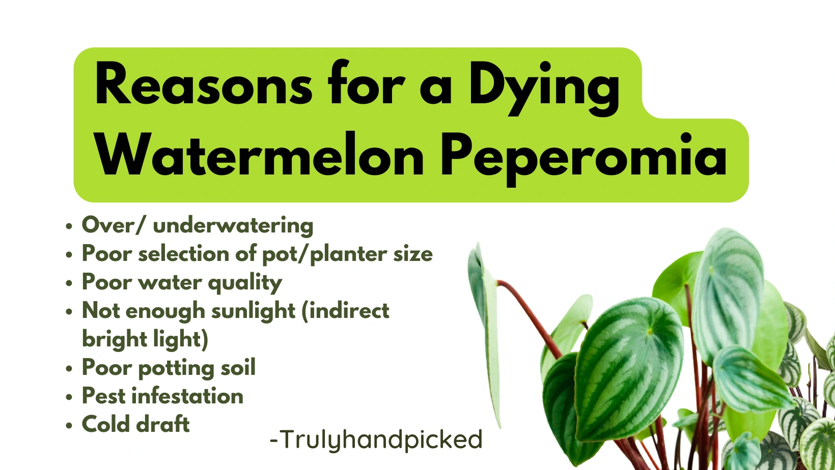 Reasons for a Dying Watermelon Peperomia Dropping Curling Leaves
