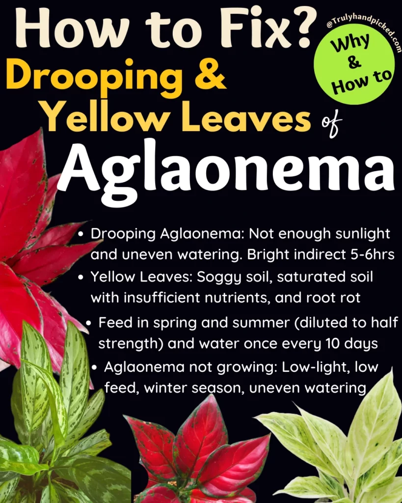 Reasons for drooping and yellow leaves of aglaonema - how to save dying plant