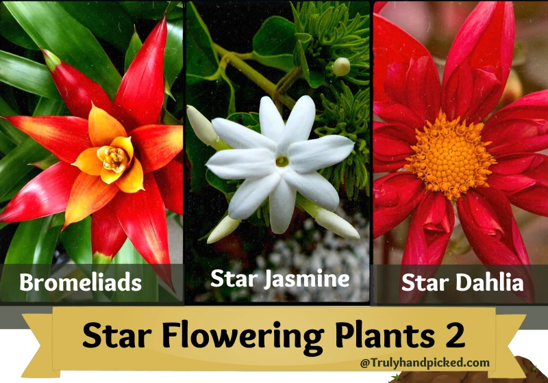Star Shaped Flowering Plants 2 - Bromeliads -Star Jasmine -Star Dahlia
