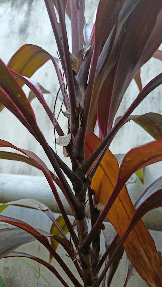 Stems of Cordyline or TI Plant