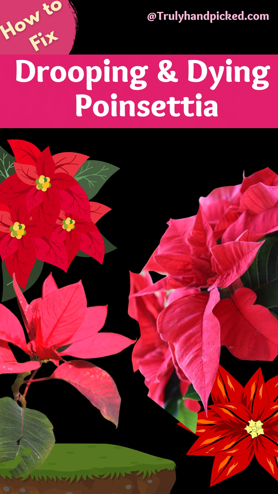 Take Care of a Dying Poinsettia Complete Plant Care