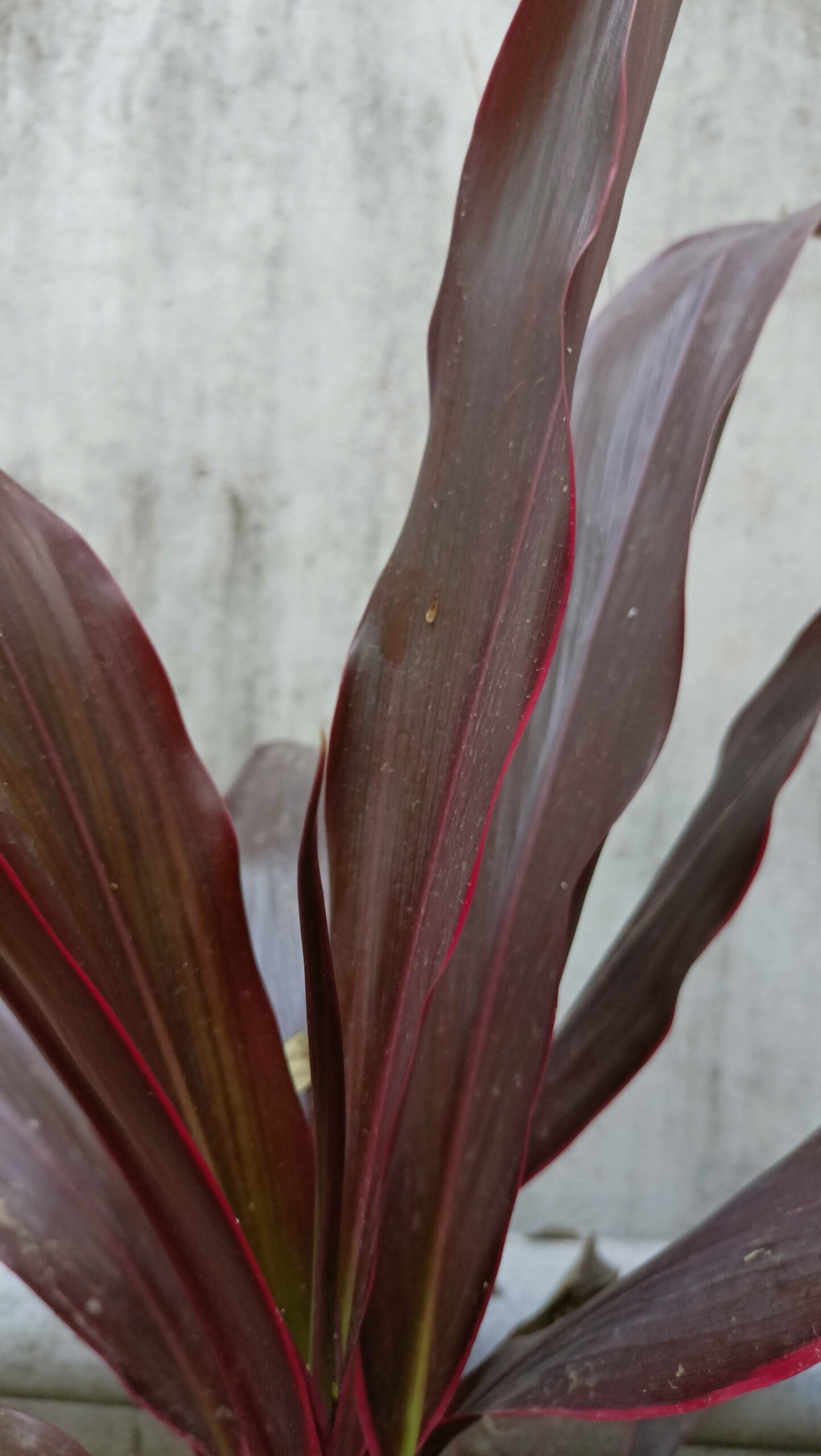 Vertical Picture of Cordyline Ti Plant Leaves
