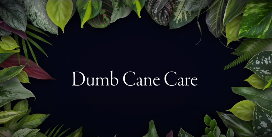 Video on Dumb Cane Care Dieffenbachia PLANTERINA