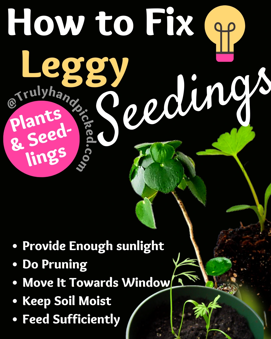 Ways to Fix Leggy Seedlings How To Care
