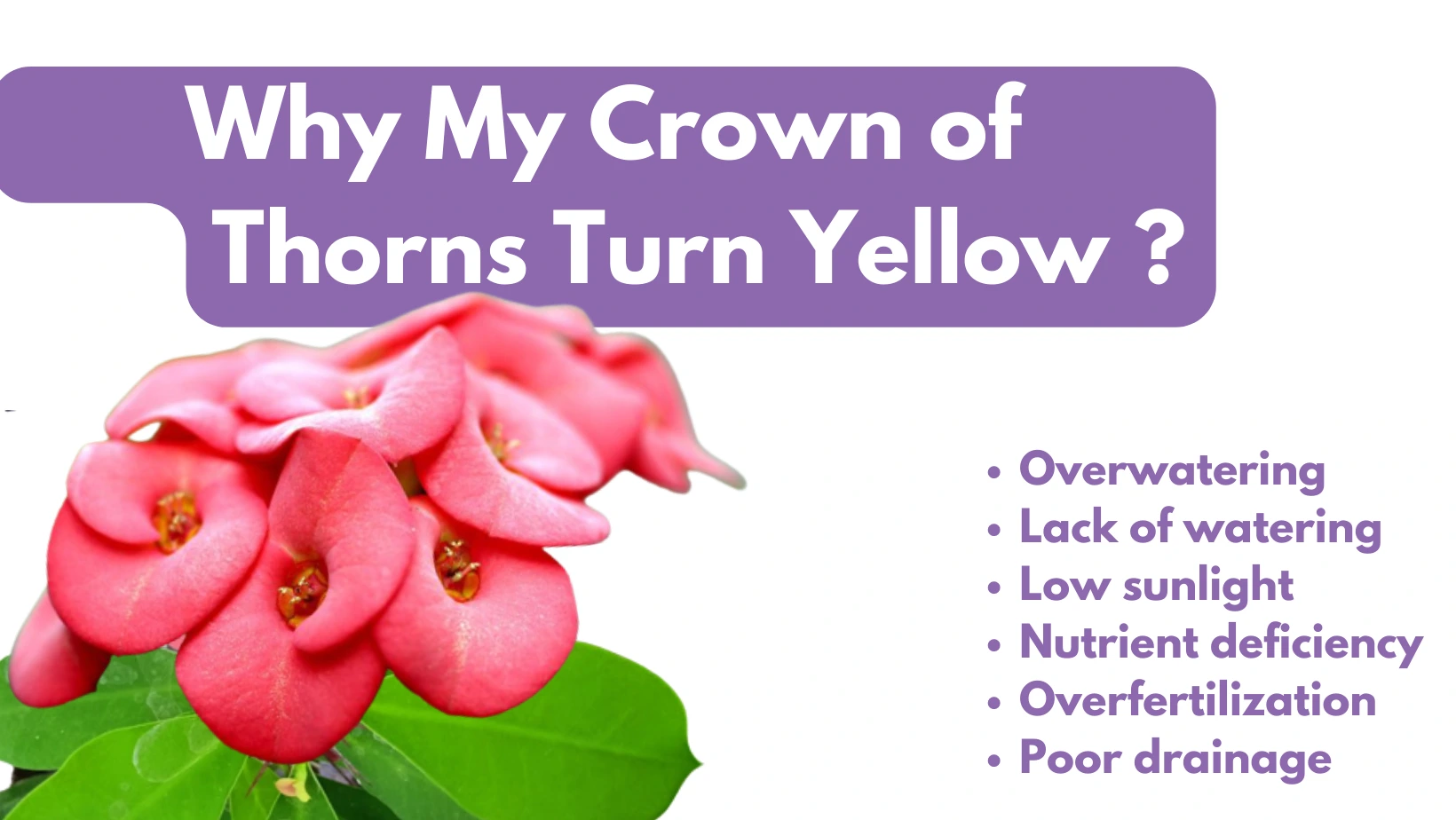 Why My Crown of Thorns Turning Yellow Reasons