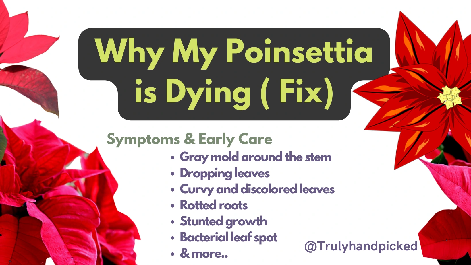 Why My is Poinsettia Dying - Reasons and Complete Plant Care