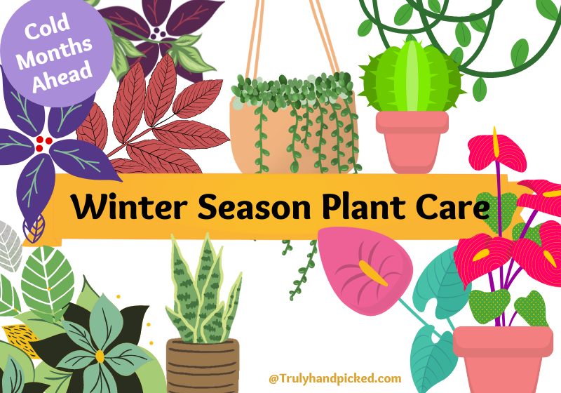 Winter Season Plant Care Overwintering Indoor and Outdoor Plants