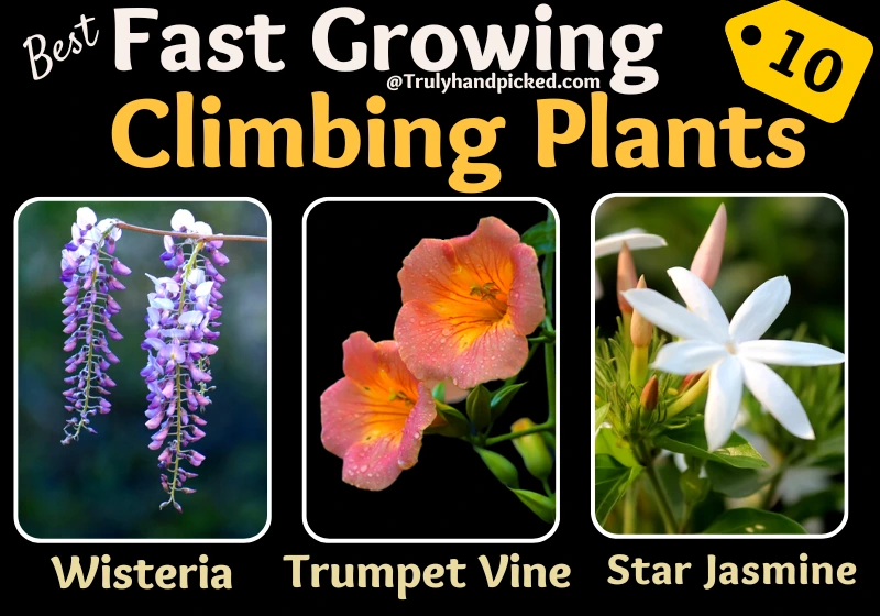 Wisteria Trumpet Vine Star Jasmine Fast Vining Plants For Your Garden