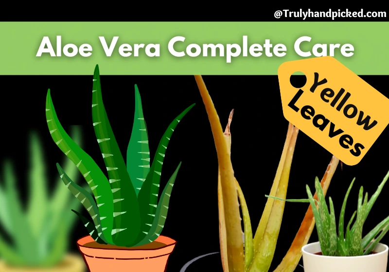 Yellowing leaves of aloe vera wobbly aloe vera complete plant care