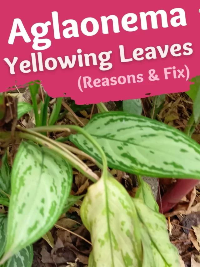 My Aglaonema Plant Leaves Turning Yellow