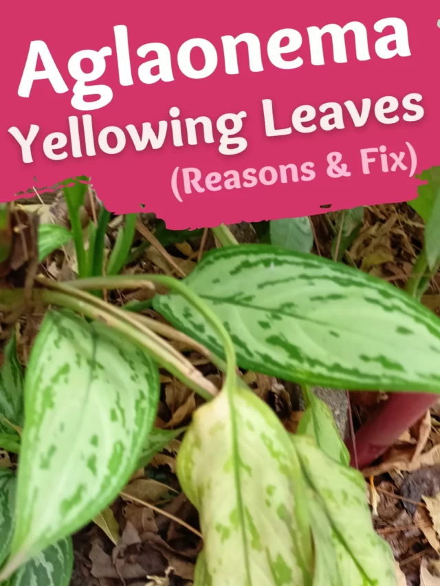 Aglaonema Yellowing Leaves Chinese Evergreen Plant Drooping