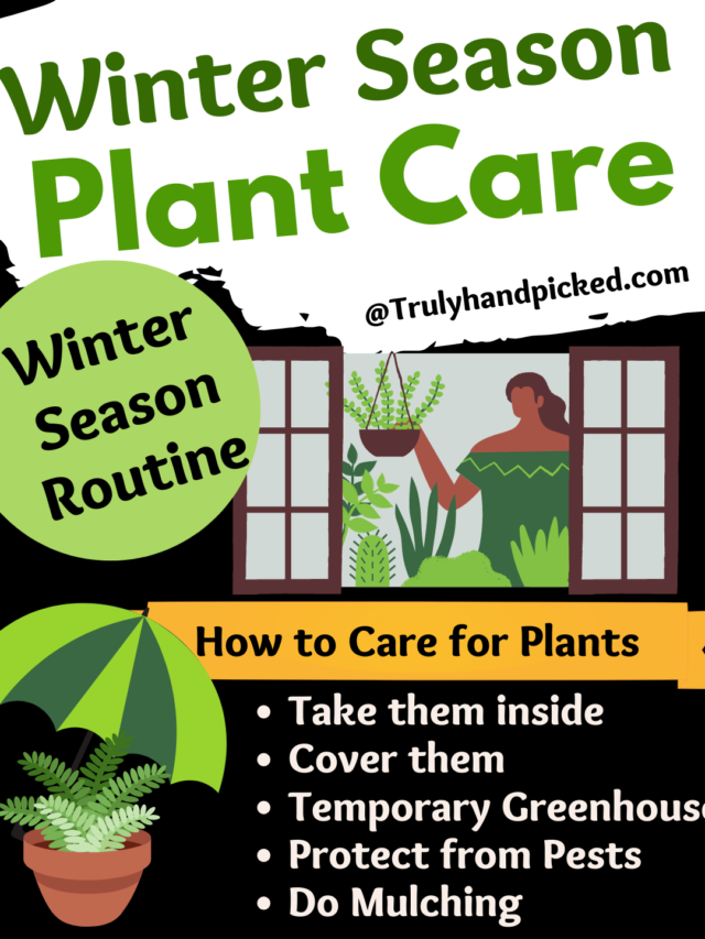 How to Care for Plants in Winter