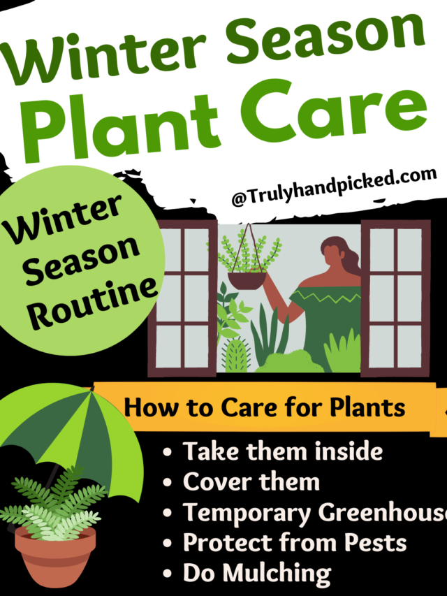 Infographic long image plant care for winter months cold draft