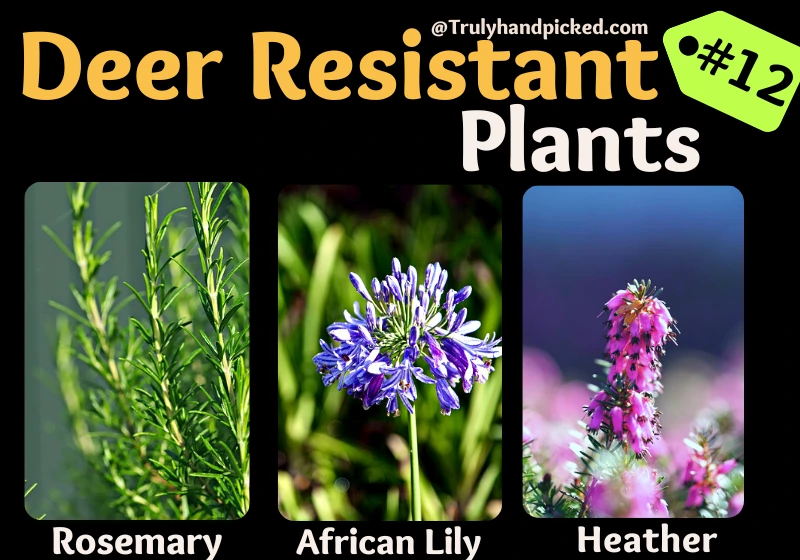 African Lily Rosemary Heathers Best Deer Resistant Plants