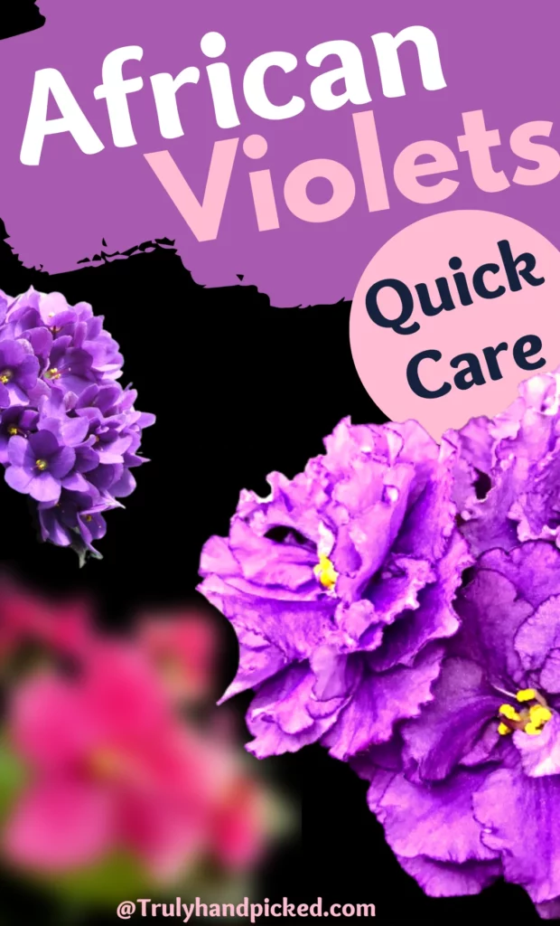 African Violets Plant Care Quick Tips on Fertilizer propagation and pet safety