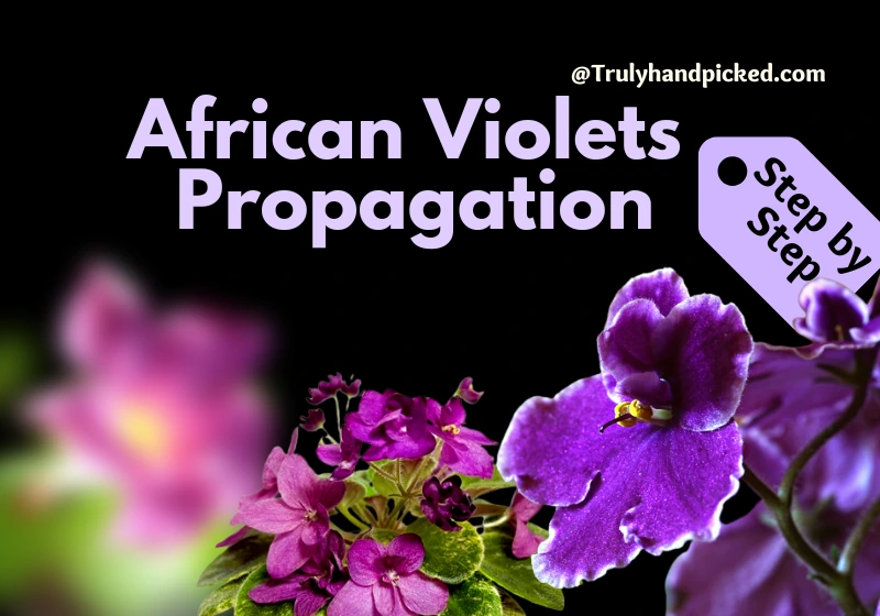 African Violets Propagation Steps