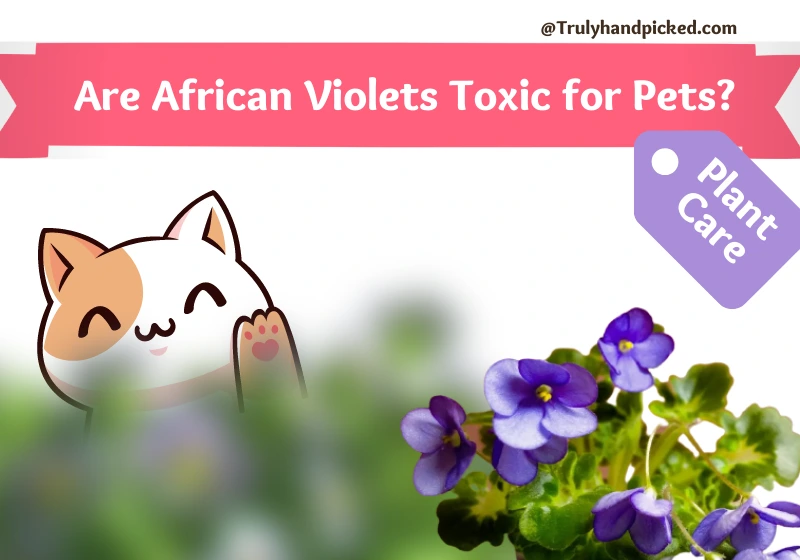 Are African Violets Safe for Pets Toxic for Cats