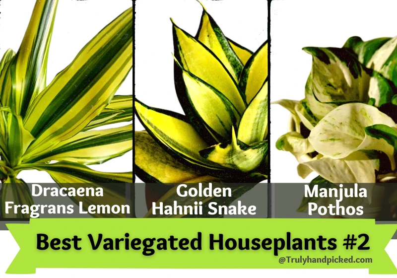 Attractive Variegated Indoor Plants with Leaf Patterns Part2