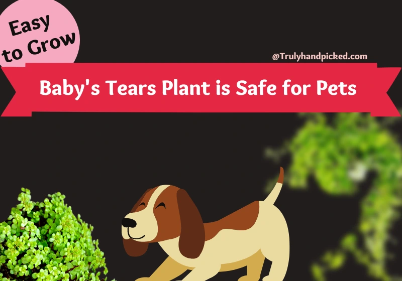 Baby's tears plant is not toxic and safe for pets