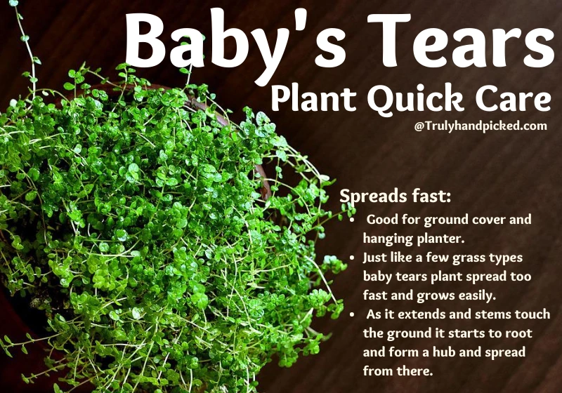 Baby's Tears Plant Spreads fast_good ground cover and Hanging Planter