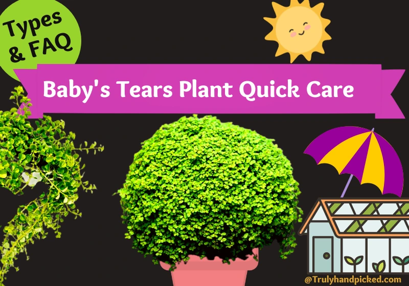 Baby's tears angel tears plant care quick tips