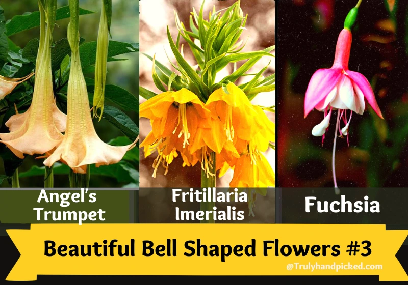 Beautiful Bell Shaped Flower Plants Trumpet Flowers