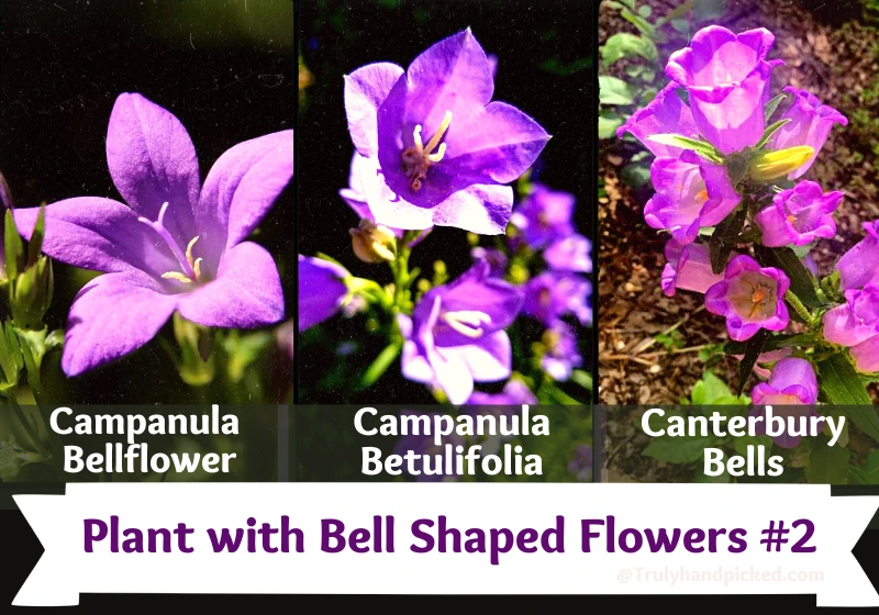 Beautiful Plants Bell Shaped Flowers Campanula Betulifolia