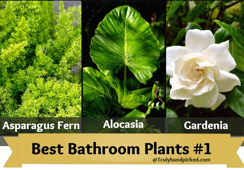 Best Bathroom Plants part 1 Alocasia Gardenia Asparagus Fern
