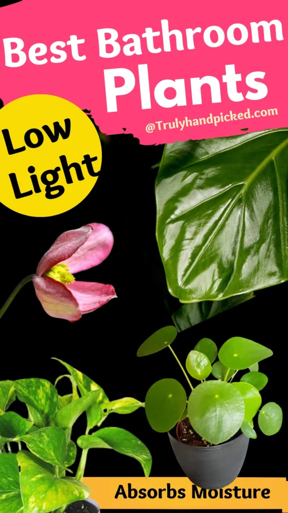 Best Plants for Bathroom with Low Light and Moisture Removes Smell