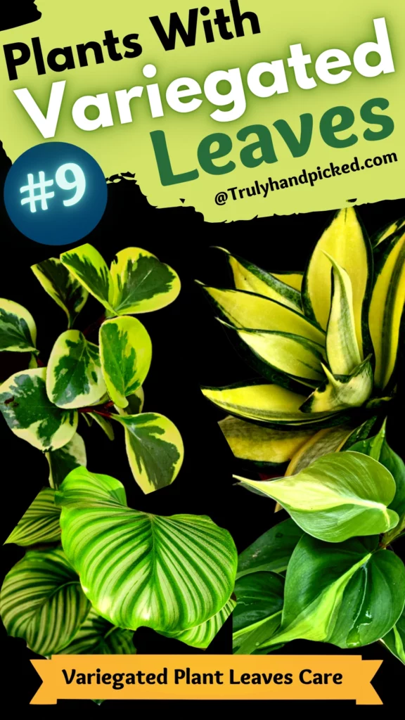 Best Variegated Indoor Plants Leaves with Patterns Pictures of Houseplants