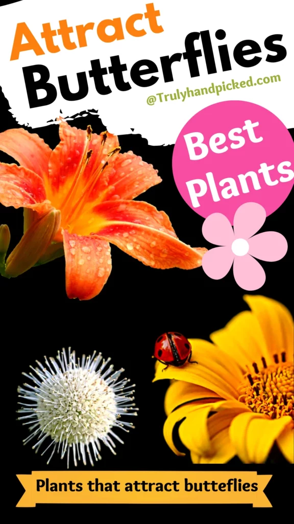 Best fragrant flowering plants bushes to attract butterflies to garden long picture