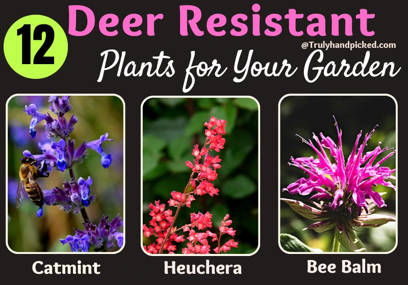 Deer Resistant Plants 3 Heuchera Catnip Bee Balm