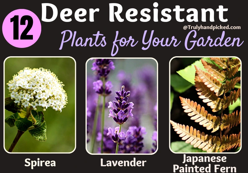 Deer Resistant Plants For Garden 4 Spirea Japanese Painted Fern Lavender