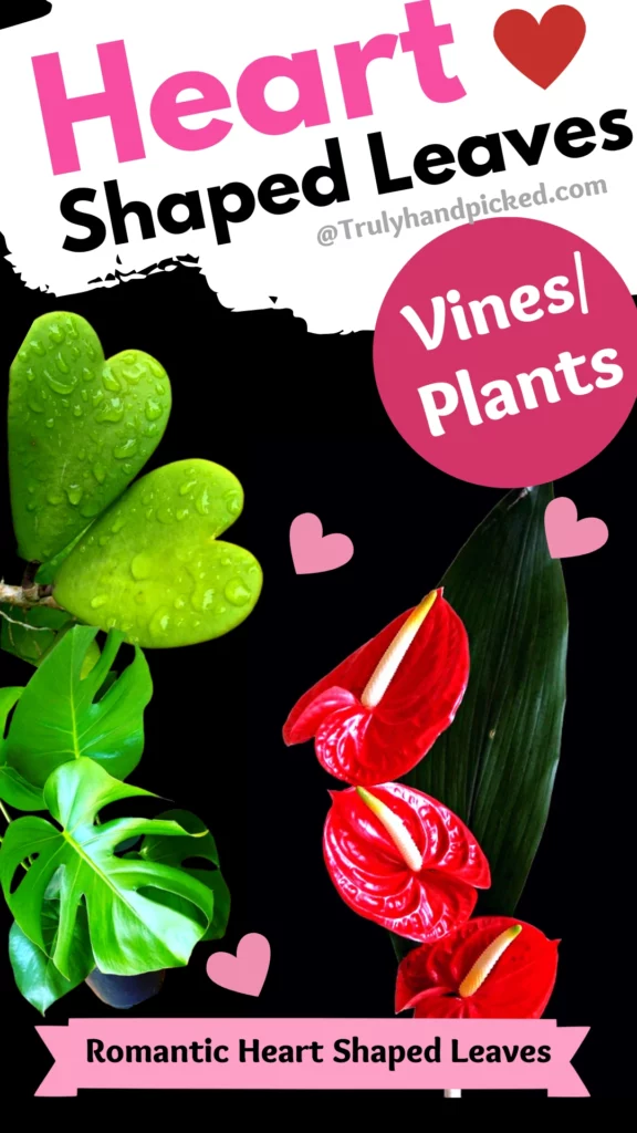 Heart Shaped Leaves Plants List