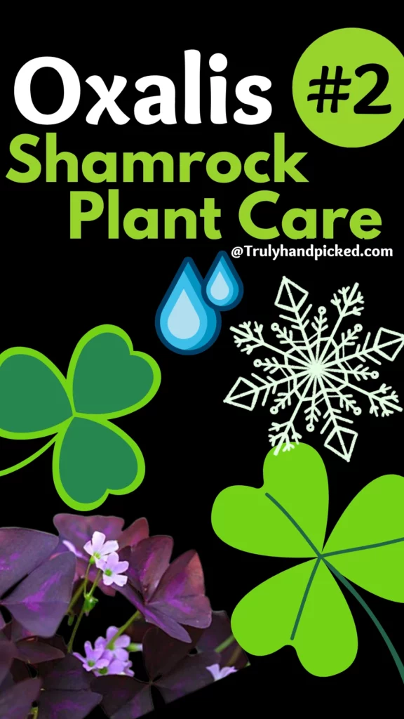 How to Care for Shamrock Plants Oxalis Your Clover Plants