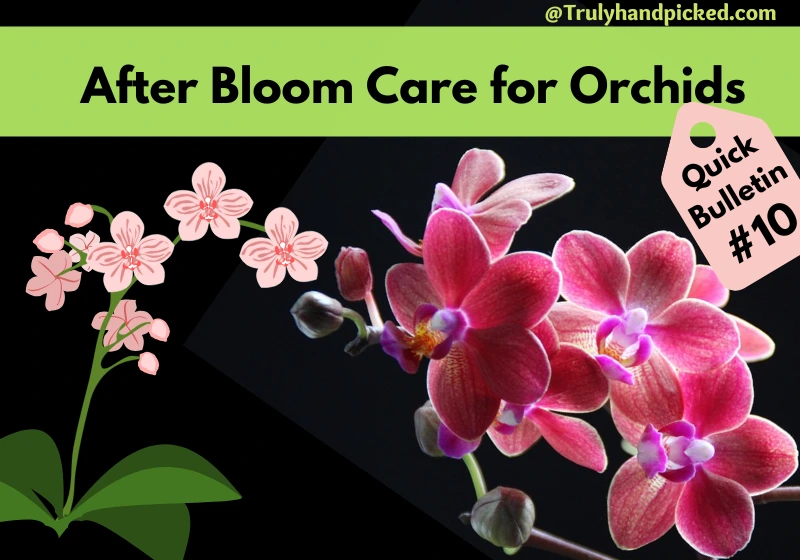 How to care for Orchids After Bloom Care Quick Bulletin Tips