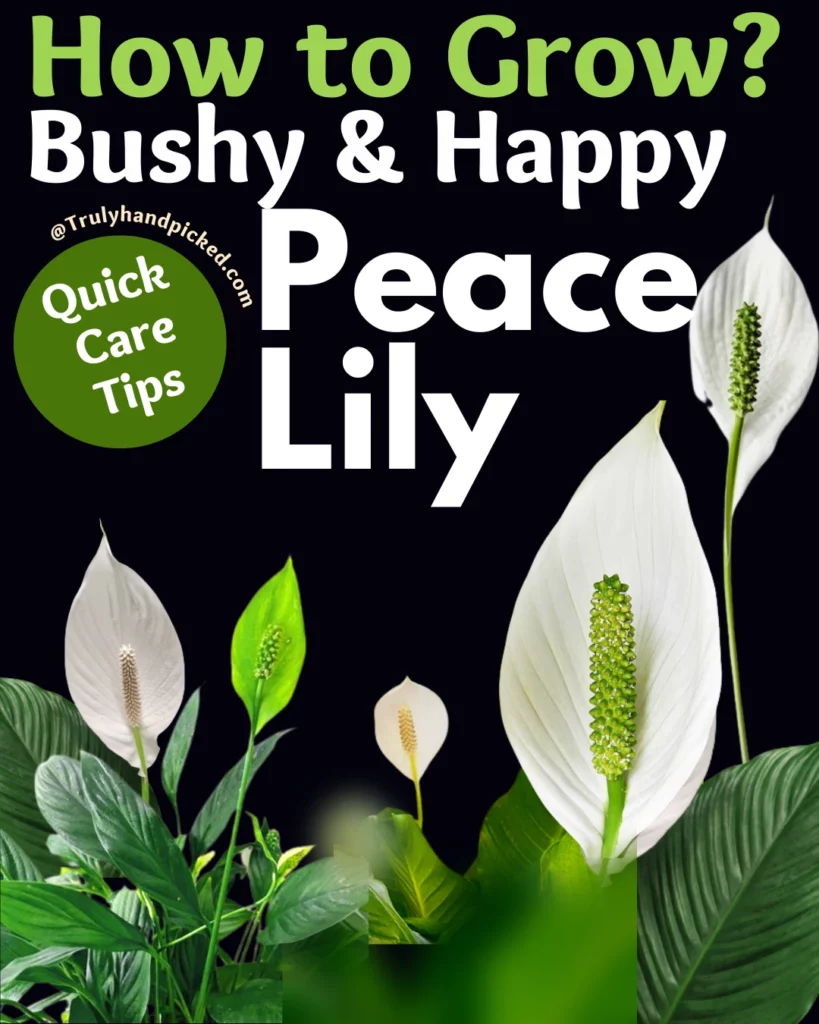 How to make your peace lily bushy quick care tips