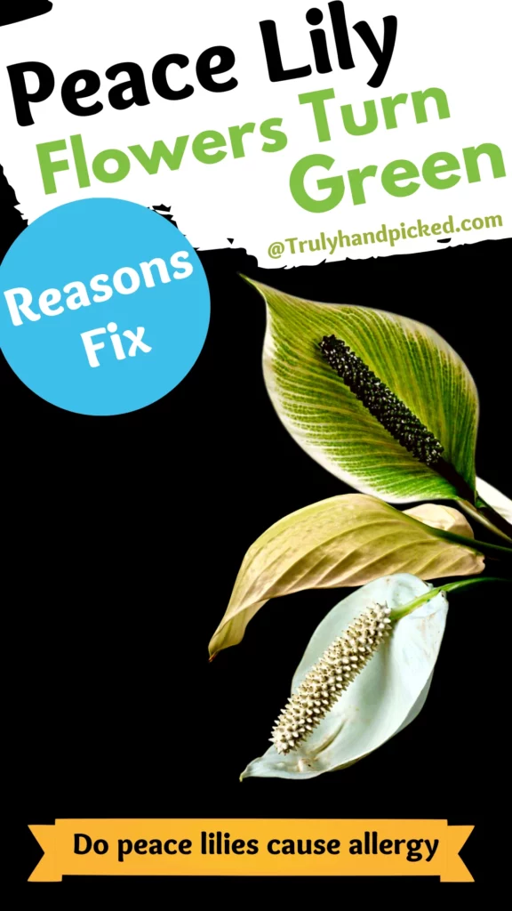 Long picture Peace lily flowers going green not flowering and allergy issues
