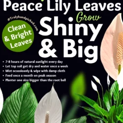 Make your peace lily leaves grow big and clean for shiny leaves