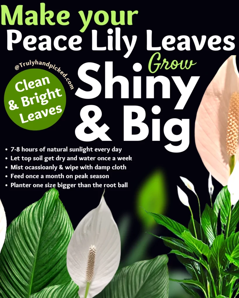 Make your peace lily leaves grow big and clean for shiny leaves