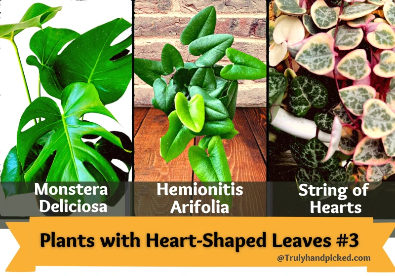 Monstera Deliciosa_Hemionitis Arifolia_String of Hearts Plants with Heart Shaped Leaves