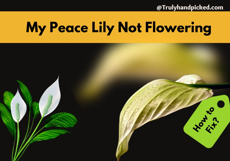 Not flowering peace lily blooming care part 2